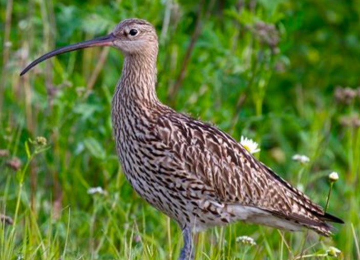 The sound of&nbsp;spring