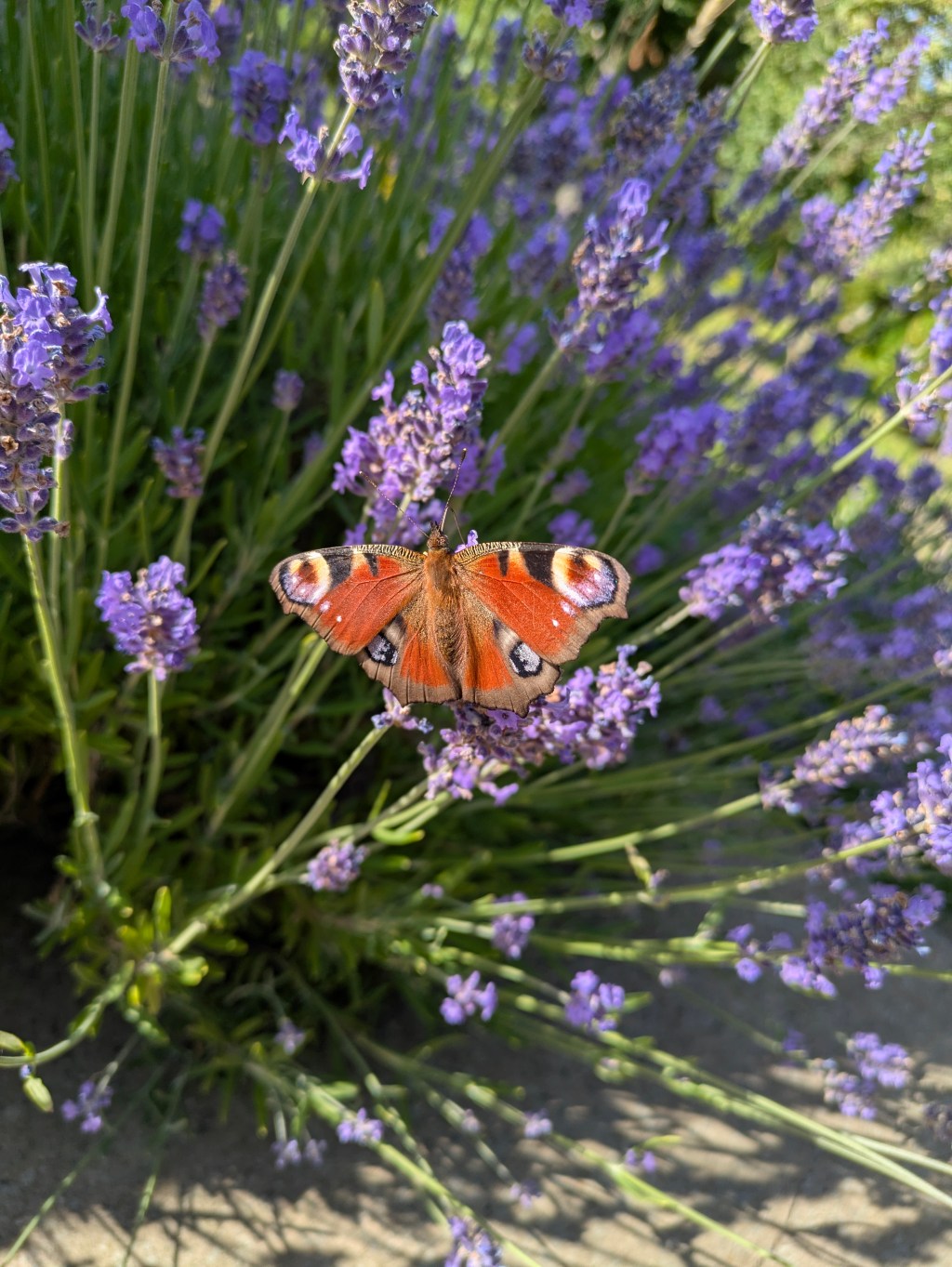 Butterflies and moths