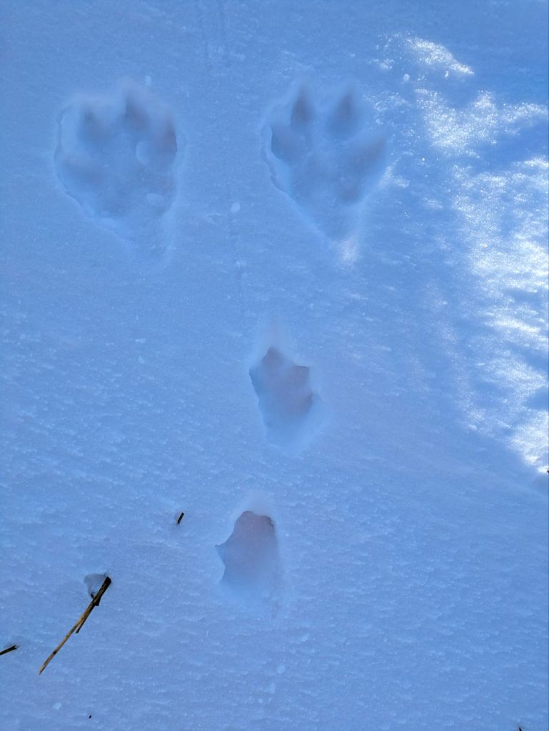 The elusive Hare footprints.