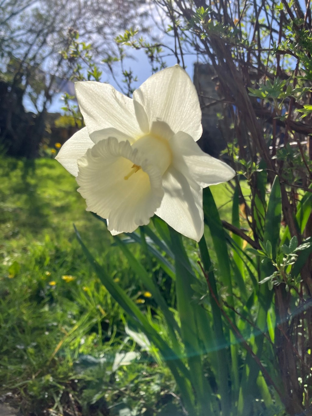 Daffodils Spring 2026